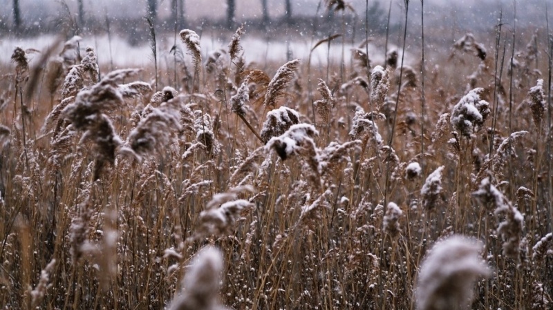 Мороз и солнце: аномально холодная погода установилась в России