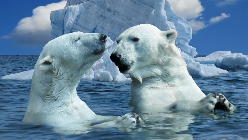 «Страшная картина»: Дроздов предупредил об опасности белых медведей на Чукотке