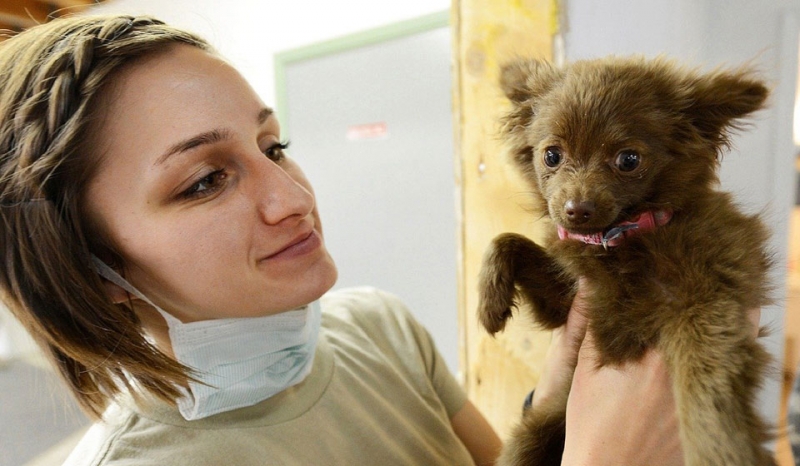 День ветеринарного работника России 2021: какого числа, история и традиции праздника