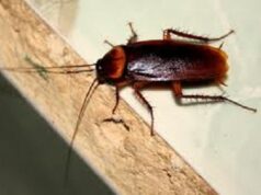 Как избавиться от тараканов в квартире раз и навсегда