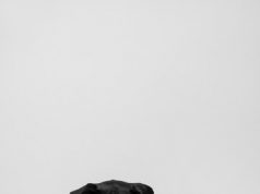 Линейка кормов Brit Care: разнообразие для каждой породы